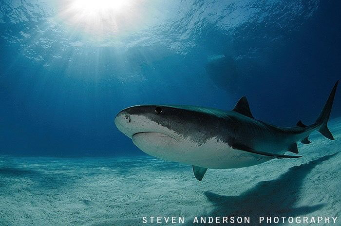 Everything shines under the Shear Water at Tiger Beach - ... by Steven Anderson 