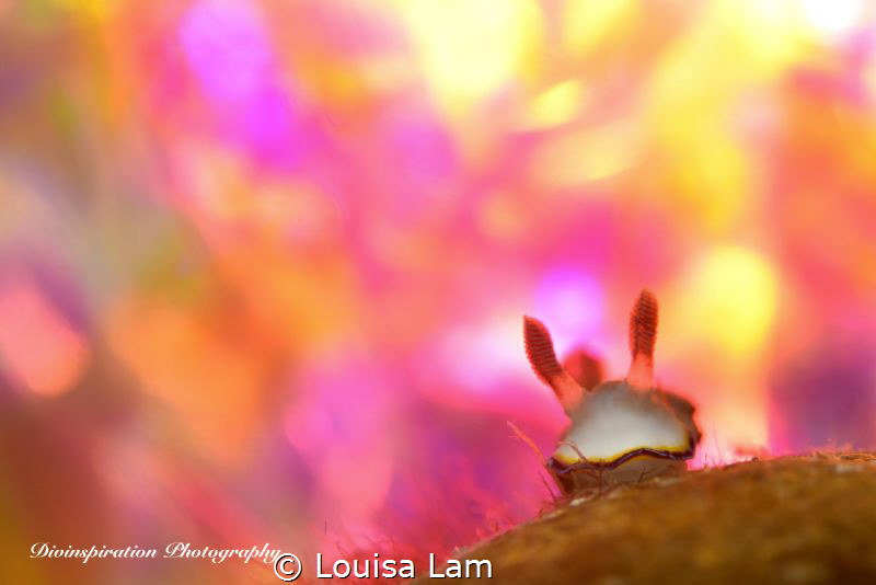 Magic Moment
 by Louisa Lam 
