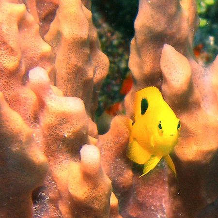 Juvenile Rock Beauty darting amongst the corals at Roatan by Gary Schlei 