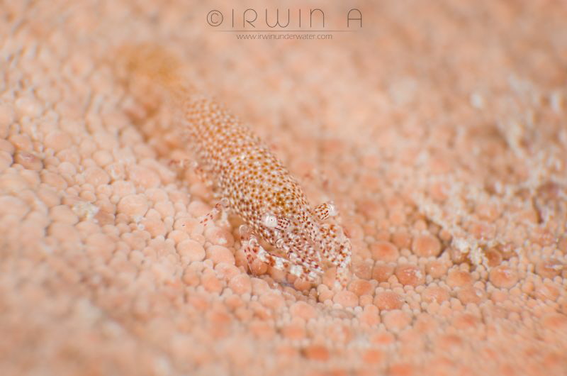 C A M O U F L A G E
Seastar Shrimp (Periclimenes soror)
... by Irwin Ang 