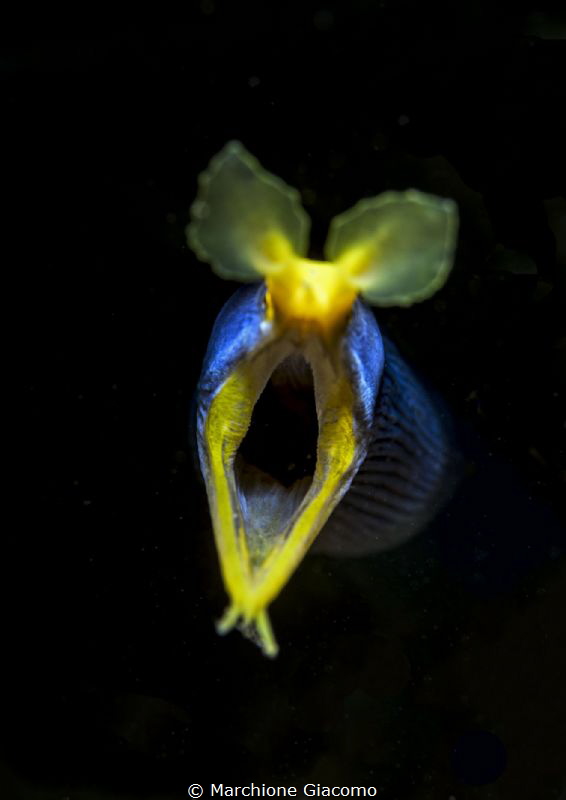 Big mouth
Nikon D800E , 105 macro , snoote retra.
Lembe... by Marchione Giacomo 