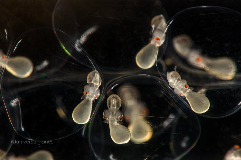 "Grow Strong"

Squid in egg by Wayne Jones 