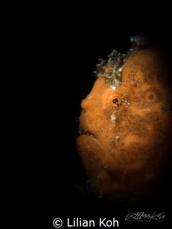 T A N G E R I N E

Juvenile Frogfish by Lilian Koh 