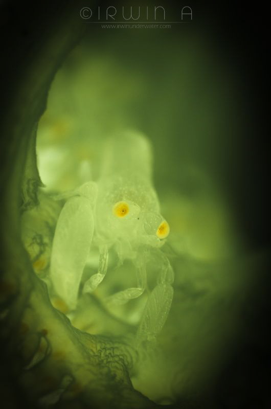 I N S I D E
Shrimp in Tunicates 
Anilao, Philippines. J... by Irwin Ang 