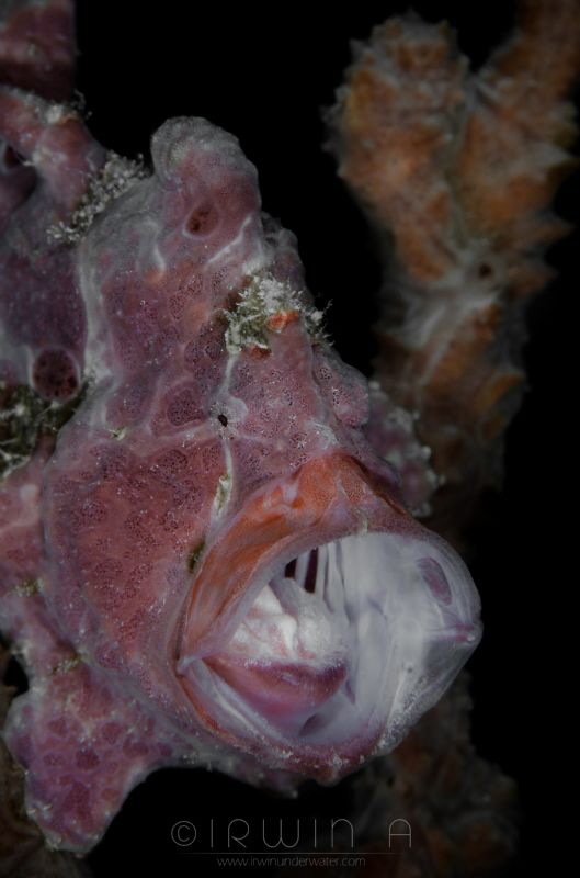 A H H 
Pink frogfish (Antennarius ocellatus)
Anilao, Ph... by Irwin Ang 