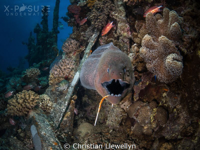 Moray Eel - Gymnothorax javanicus
Fishing hook caught in... by Christian Llewellyn 