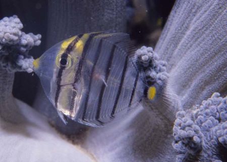 baby butterfly fish by Chris Kennedy 