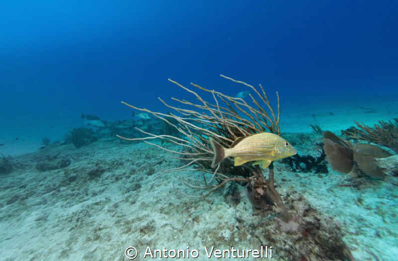 countercurrent by Antonio Venturelli 