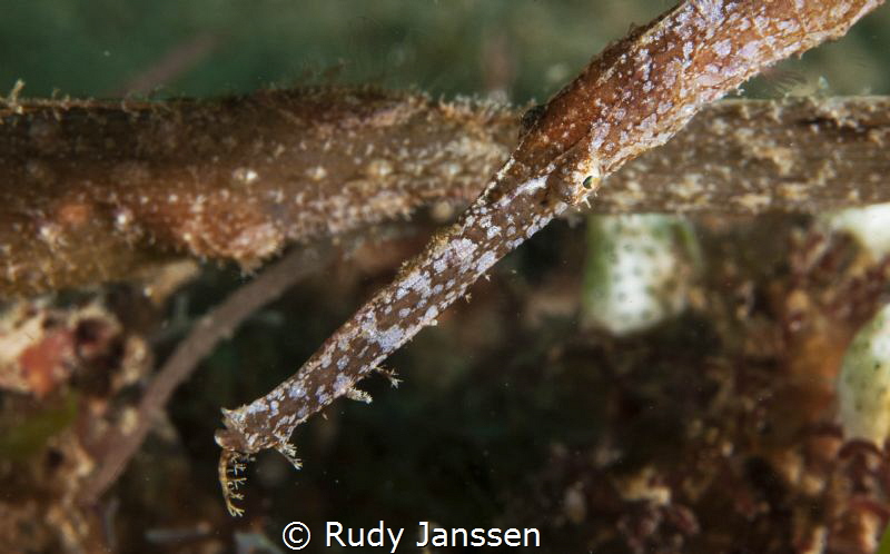 Pipefich by Rudy Janssen 