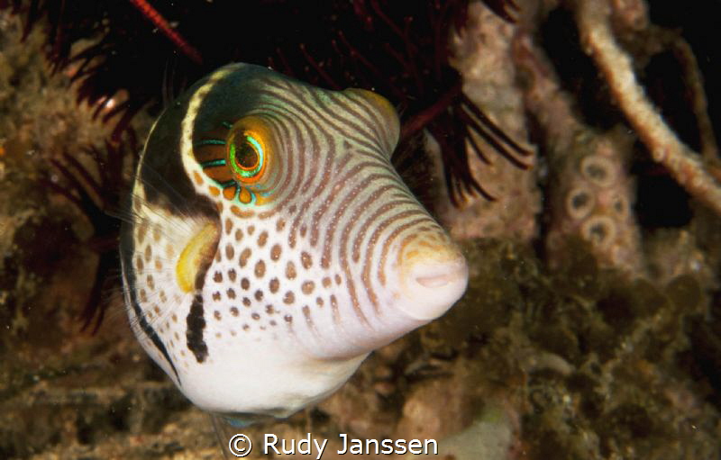 PARALUTERES PRIONURUS INDOPACIFIC  (10cm) by Rudy Janssen 