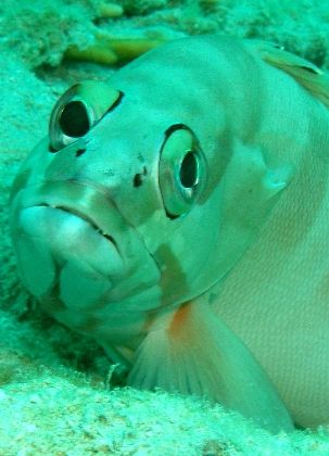 Blankfin grouper - Photo was taken at the Quays in Ras Mo... by Anel Van Veelen 