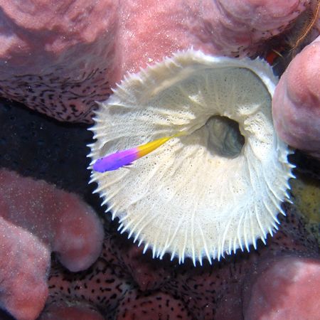I was focusing on this white flower like thing (need help... by Gary Schlei 