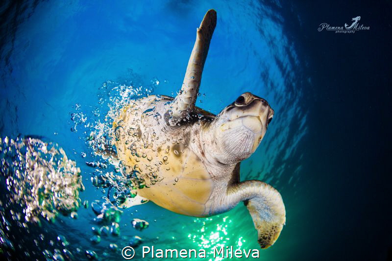 Green turtle comeback by Plamena Mileva 