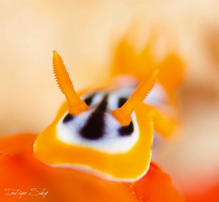 A little Pyjama Slug resting on its red sponge crib. by Indigo Bolandrini 