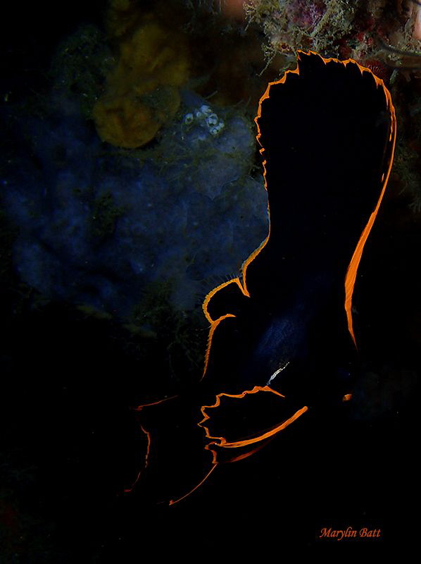 Juvenile Pinnatr Spadefisf, Lembeh, Indonesia by Marylin Batt 