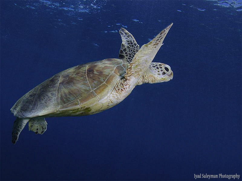 Turtle by Iyad Suleyman 