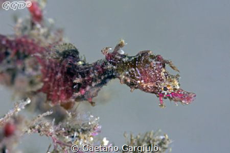 The background is natural. The clear tone is given by the... by Gaetano Gargiulo 