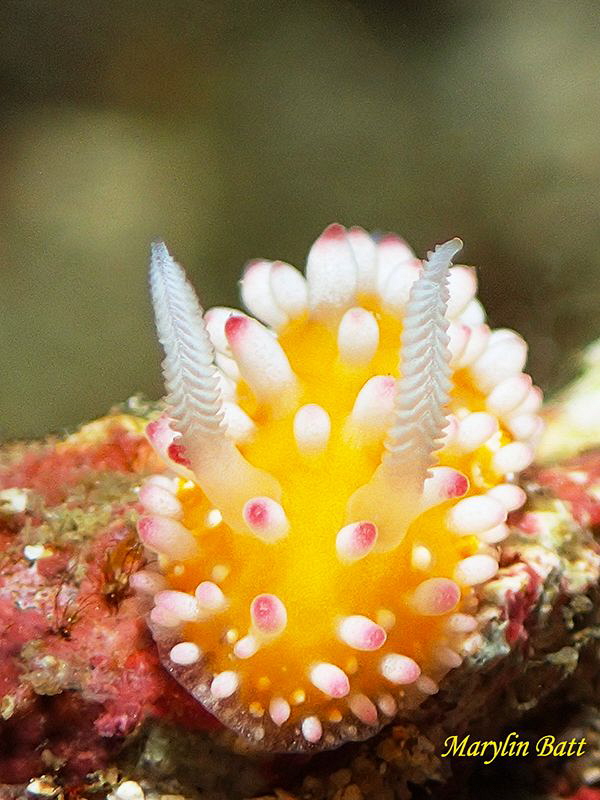 The Easter Bunnie nudi Cadlinelia ornatissima. by Marylin Batt 