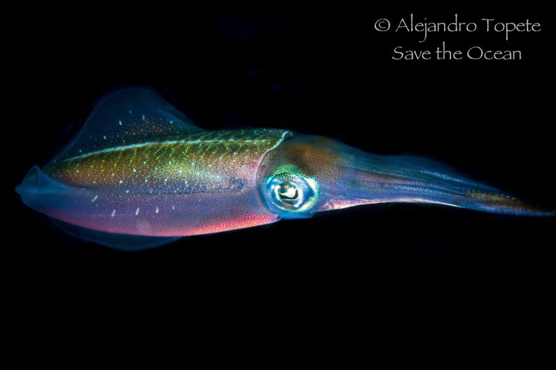 Squid in Black, Veracruz Mexico by Alejandro Topete 