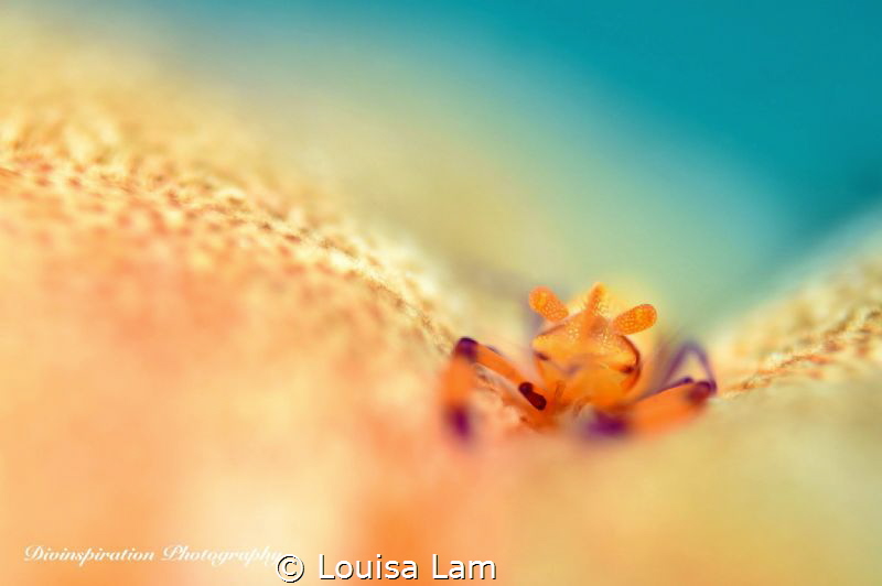 Squeeezed
 by Louisa Lam 