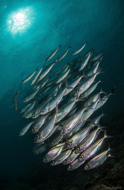 Scads by Tony Cherbas 
