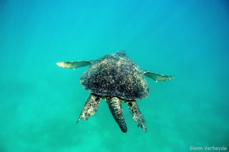 Big turtle! by Glenn Verheyde 
