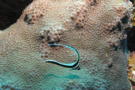 Juvenile Drum Fish at Klein Curacao by Jon Doud 