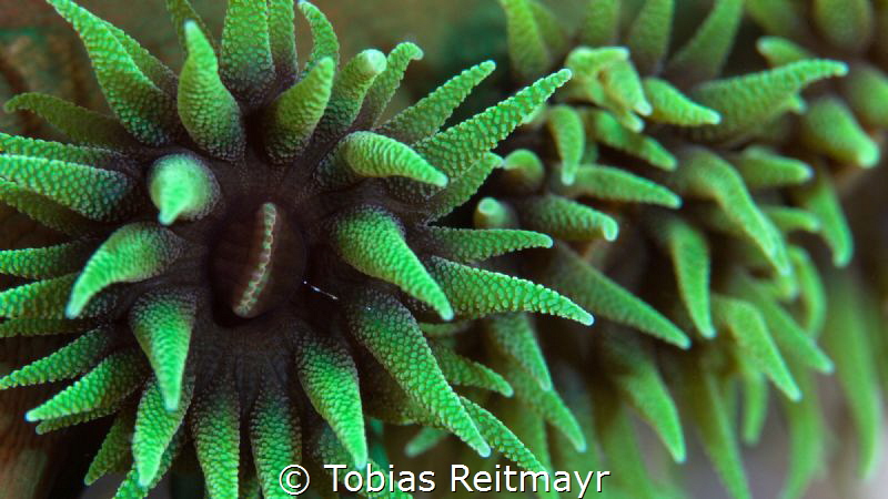 Green Cup corals, Fantasea Reef, Puerto Galera by Tobias Reitmayr 
