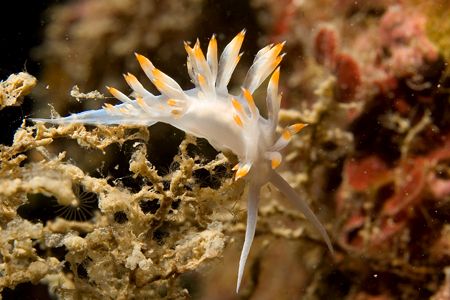 Flabellina babai from portofino reserve by Luca Bertoglio 