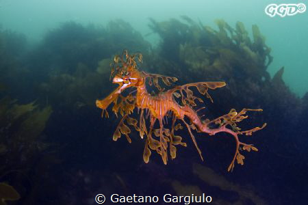 Vis was bad to start with then deteriorated during the di... by Gaetano Gargiulo 