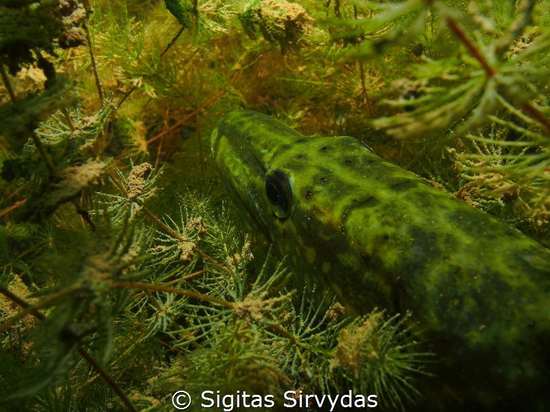 Hiding pike by Sigitas Sirvydas 