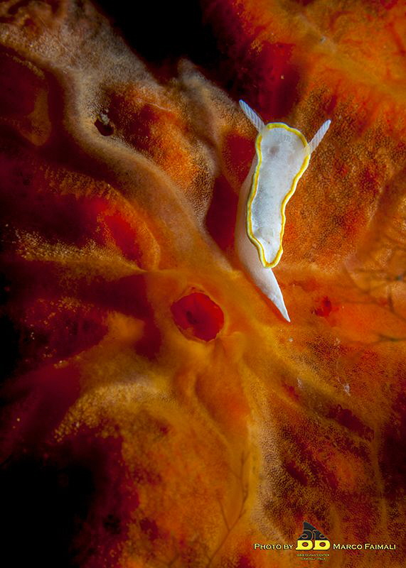 On the red carpet by Marco Faimali (ismar-Cnr) 