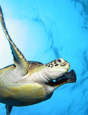 Green Turtle, waiting about 2m under the surface, waited ... by Gary Brennand 