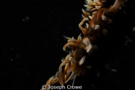 SPECTRE. 
everybody has seen this critter and photo.. tr... by Joseph Crowe 