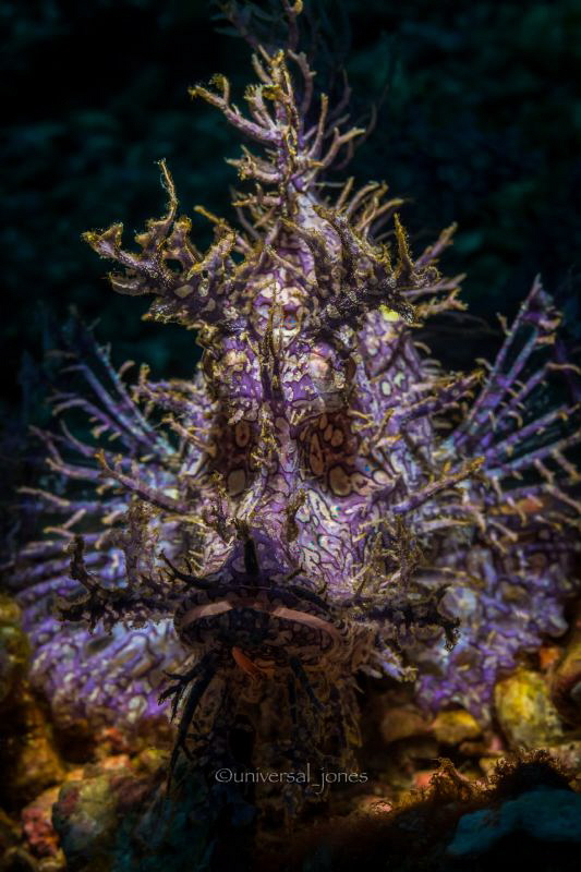 Rhinopias frondosa
50mm with 12mm ext.tube (no crop) by Wayne Jones 