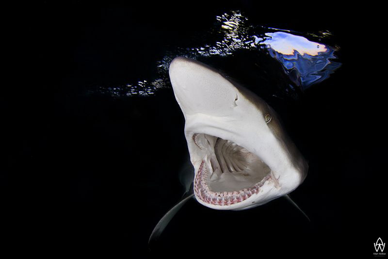 Whaaaaaz uuup!!!! by Allen Walker 