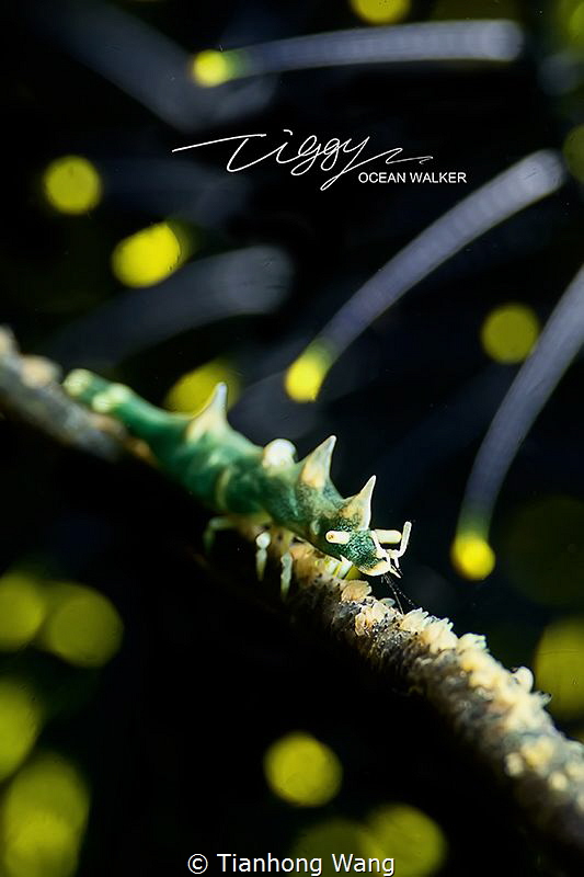 NIGHT SHOW
The yellow defocus of the background look lik... by Tianhong Wang 