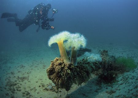 Plumose anemones on anchor.
Devon. 16mm. by Mark Thomas 