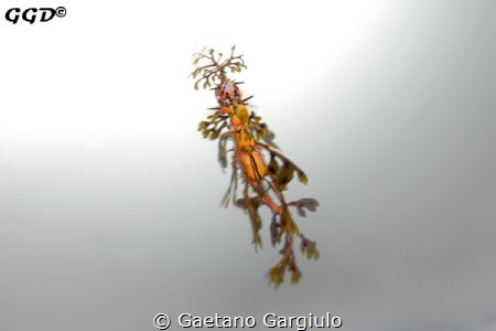 Dance into the light...
The vis dropped to less than 1m ... by Gaetano Gargiulo 