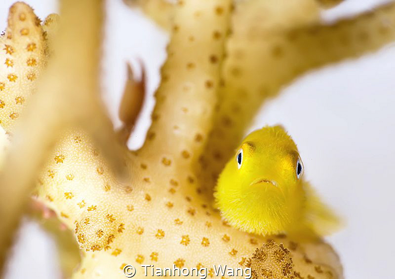 TWEETY BIRD
Redhead coralgoby by Tianhong Wang 