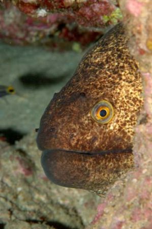 moray of aqaba 105mm macro by Chris Kennedy 
