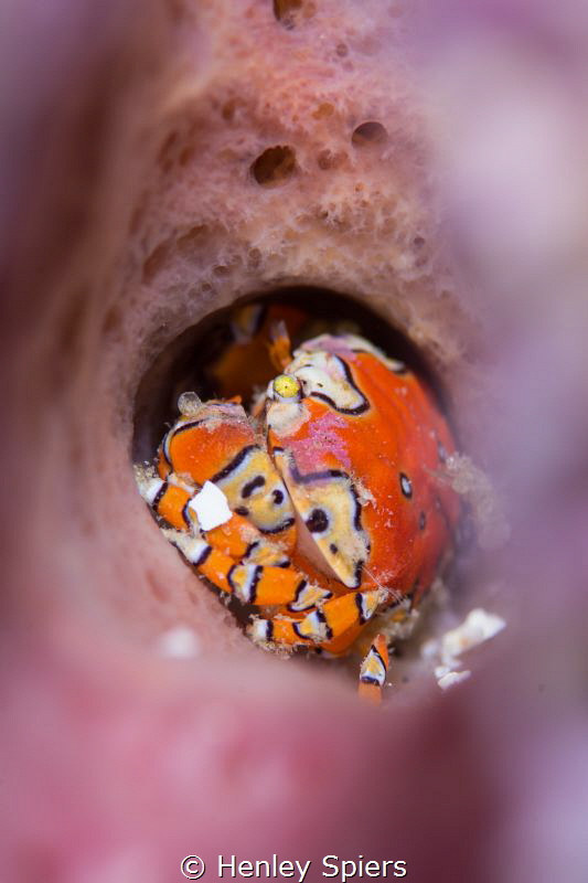 Caribbean Macro All-Star - the Gaudy Clown Crab by Henley Spiers 