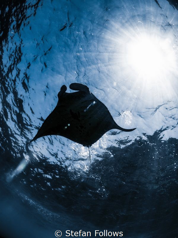 Sitting in the morning sun

Manta Ray - Manta alfredi
... by Stefan Follows 