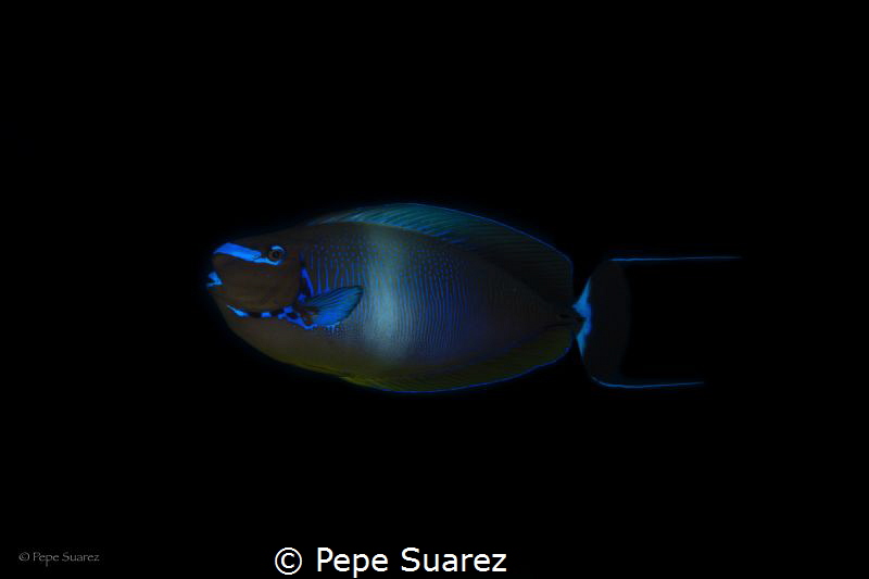 Big-nose Unicorn fish by Pepe Suarez 