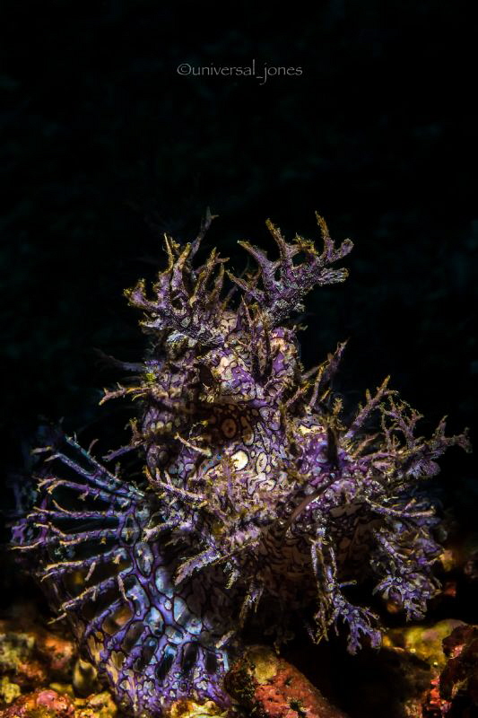 Rhinopias frondosa
"Profile"

Retra LSD snoot by Wayne Jones 