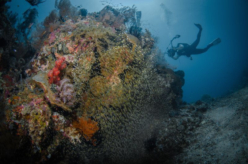Mr.A (Randi Ang) in action
Bounty Wreck (Gili), Indonesi... by Irwin Ang 