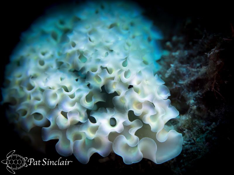 Lettuce Leaf Sea Slug - the blue/green coloring is so ver... by Patricia Sinclair 