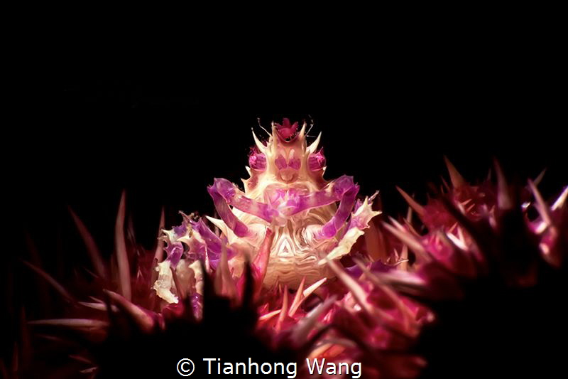 HAVING DINNER
Candy crab enjoy the dinner . by Tianhong Wang 