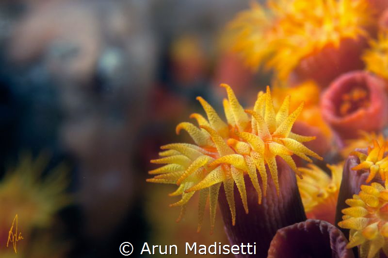 Orange cup coral  Tubastrea coccinea by Arun Madisetti 