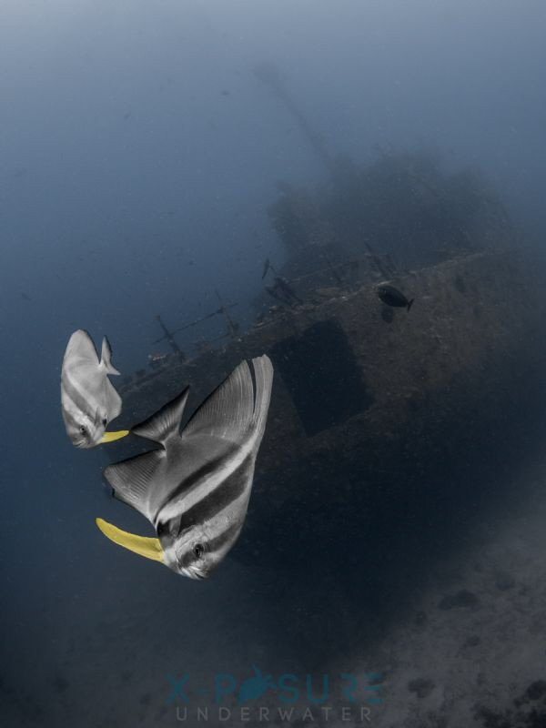 Wreck - MV Kuhdi Maa
Japanese Freighter
Sunk 1999. 
Ma... by Christian Llewellyn 